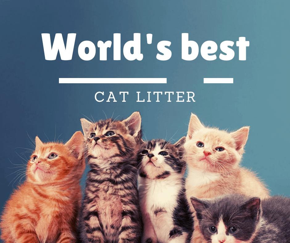 cute cat photo pet adoption instagram post